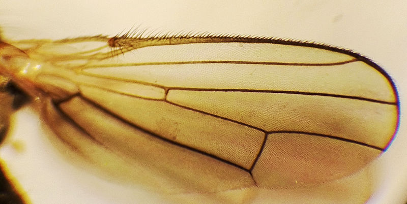 Okeniella caudata wing