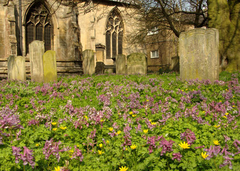 Corydalis sloida in All Saint's Holbeach churchyard