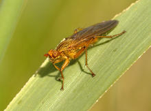 Scathophaga scybalaria