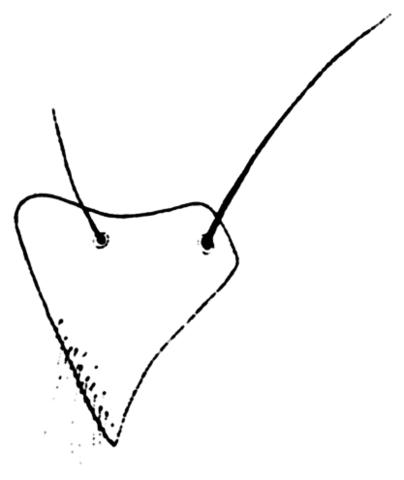 Chaetosa sternopleuron.gif