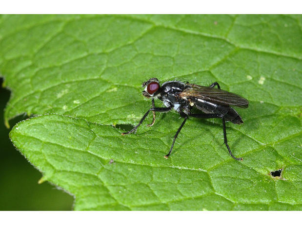 Cordilura ciliata female_small.jpg