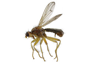 Norellisoma spinimanum male.jpg