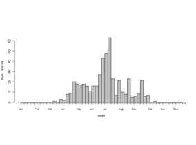 Norellisoma spinimanum.png